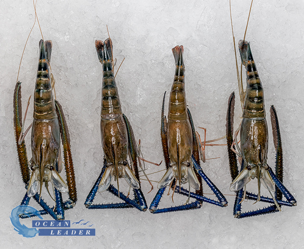 Langostino