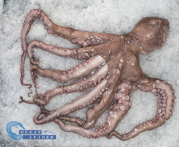 Pulpo Colosal Español